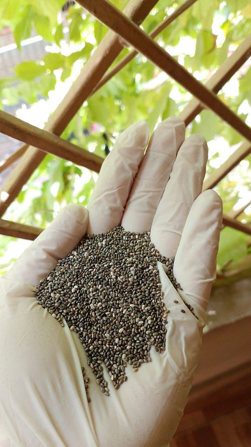Chia seeds By Muslim Pansar